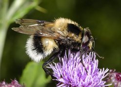 Volucella bombylans - Hoverfly(Bumblebee mimic)
